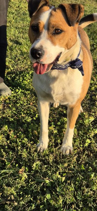 Piesek około trzy lata