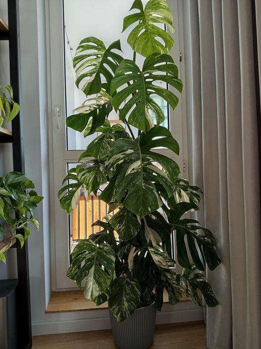 Sprzedam Monstera Scindapsus Peperomia Epipremnum
