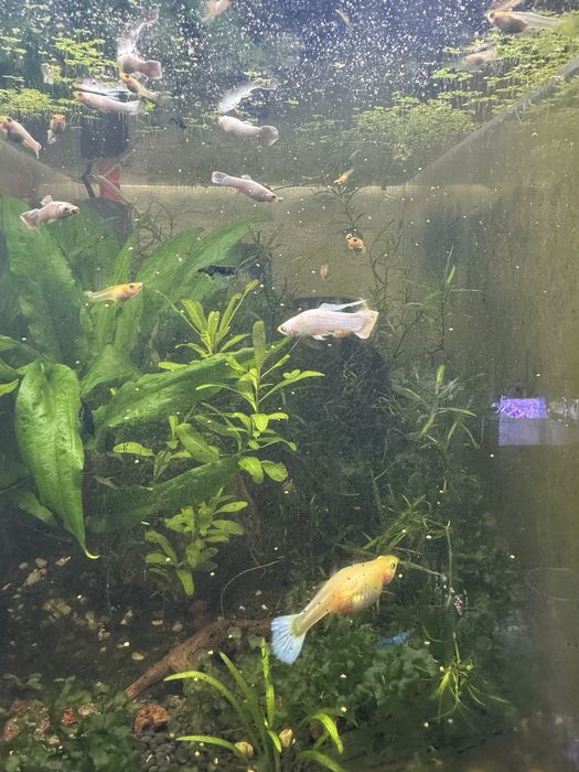 Guppies Snow White