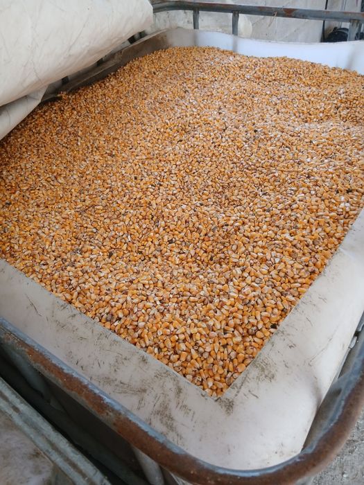 Milho novo caseiro a 0,40 cêntimos kg