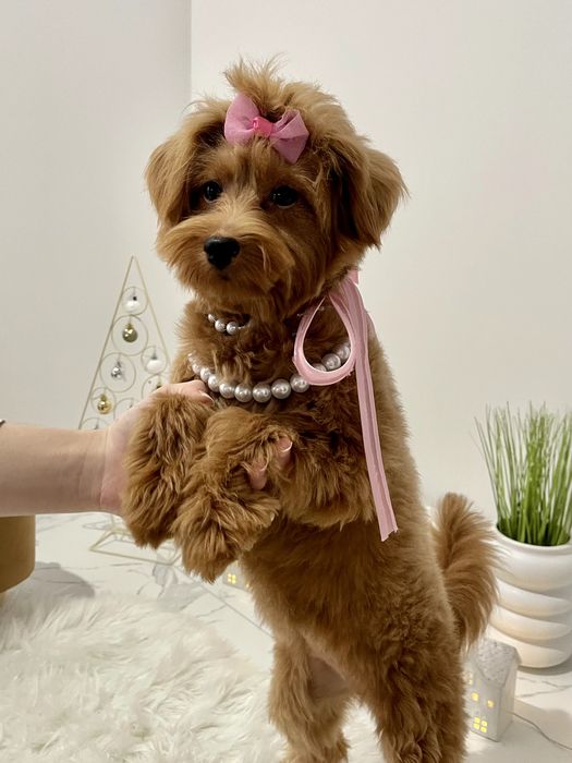 Помапу — Ніжна шерсть, велике серце