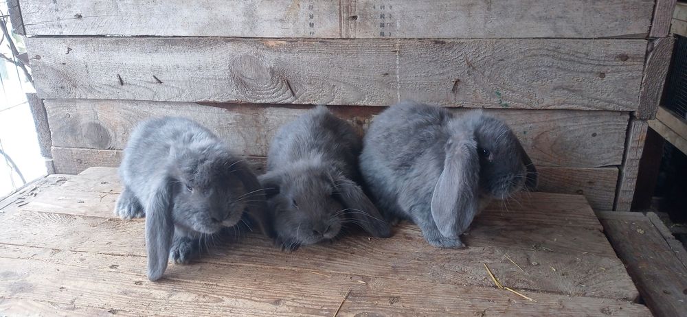 Кролики францюзький баран