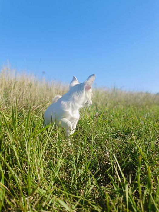 Chihuahua suczka