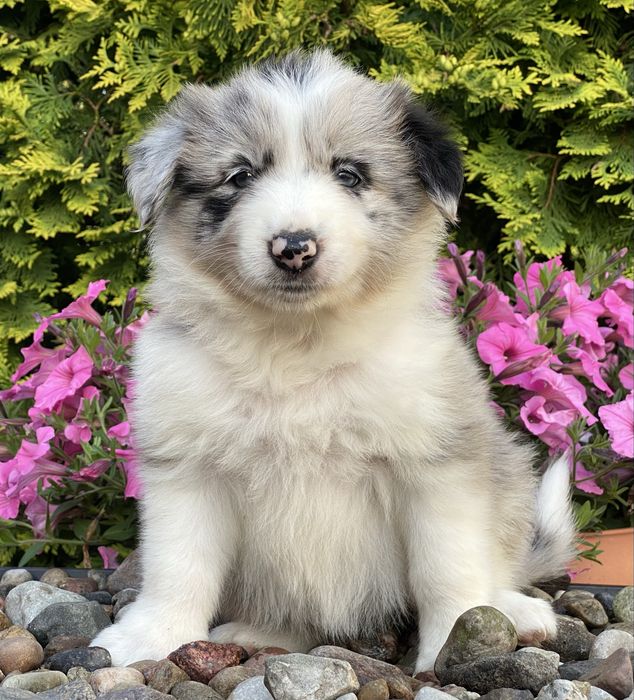 Dziewczynka ATENA Border Collie
