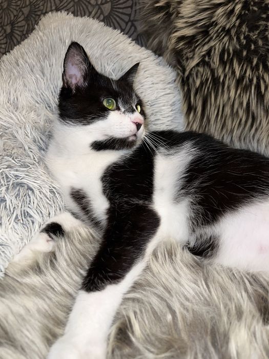 Kocurek Rumcajs szuka domku