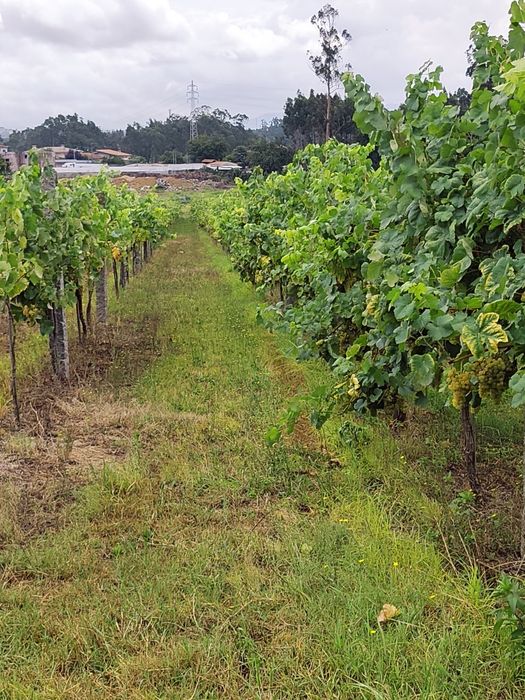 Uvas Brancas e/ou Tintas em bardo