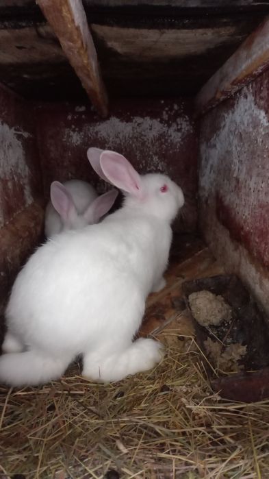 Кролики термонці