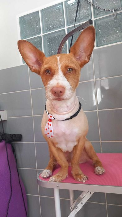 Cão Arraçado de Podengo médio