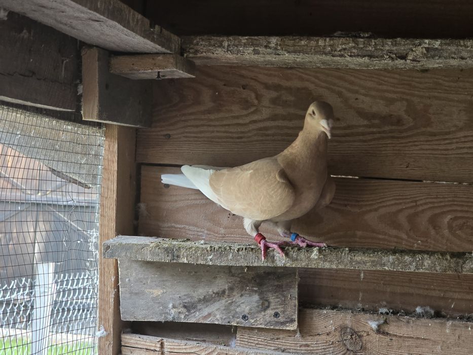 Gołębie pocztowe para żółtych.