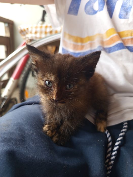 Кошеня в добрі руки