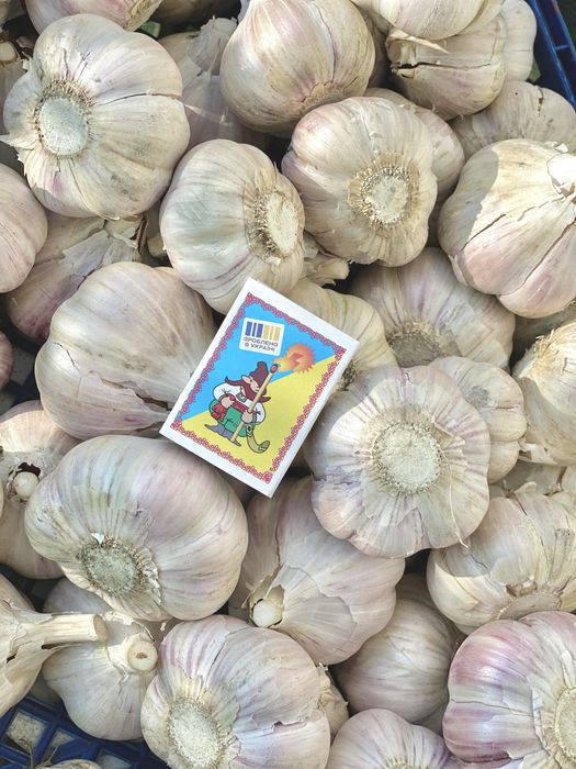 Чеснок великий озима