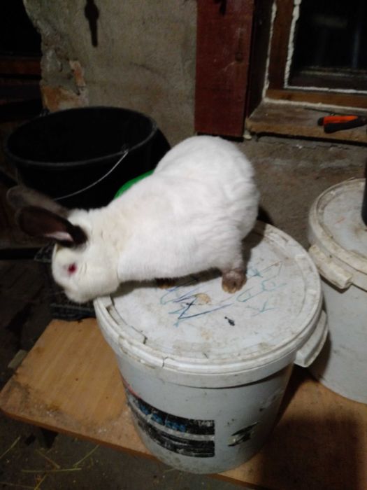 Królik Kalifornijski