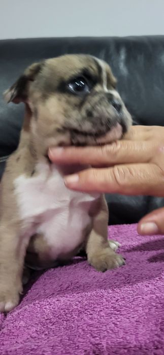 Bulldog francês meiginho