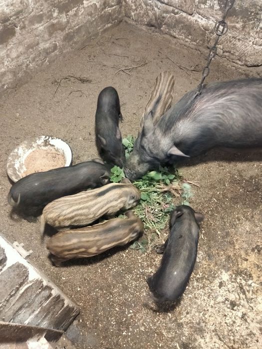 В'єтнамські поросят