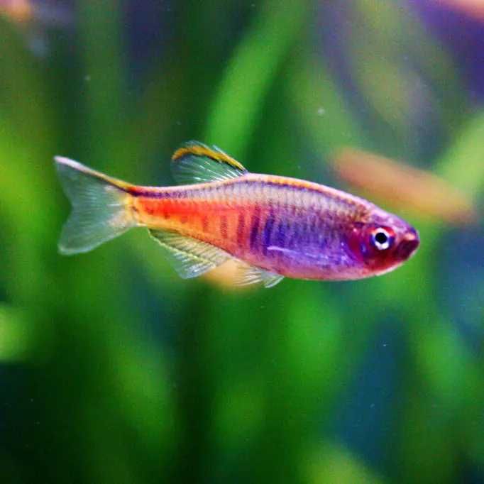 Danio Choprae - Danio Myanmarski