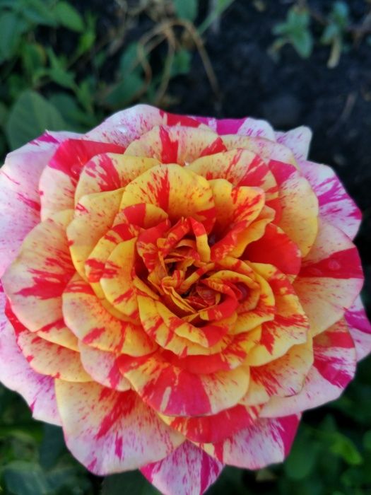 Продам саженцы роз -Осенью-Весной Летом оптом .кусты роз / окулянт.От