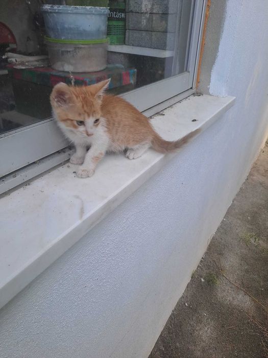Gatinhos "raios de sol" bebés prontos para adoção