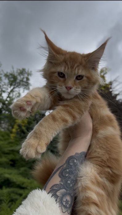 Мейн-Кун Рыжая Девочка с Гривой,котята