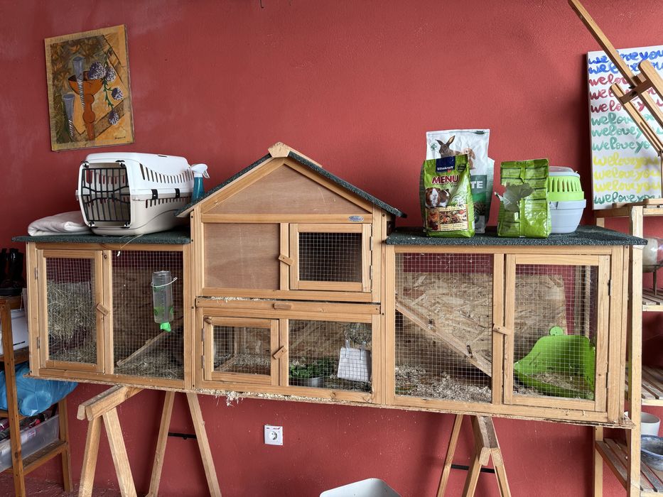 Coelhos para adoção