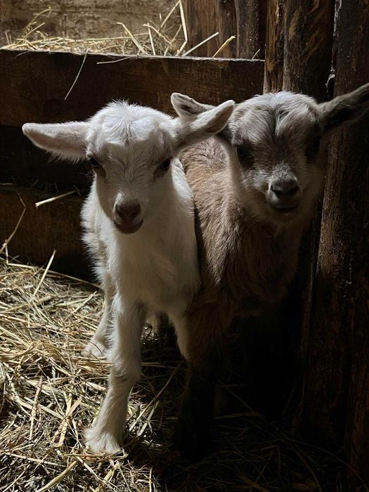 Віддам даром козенят