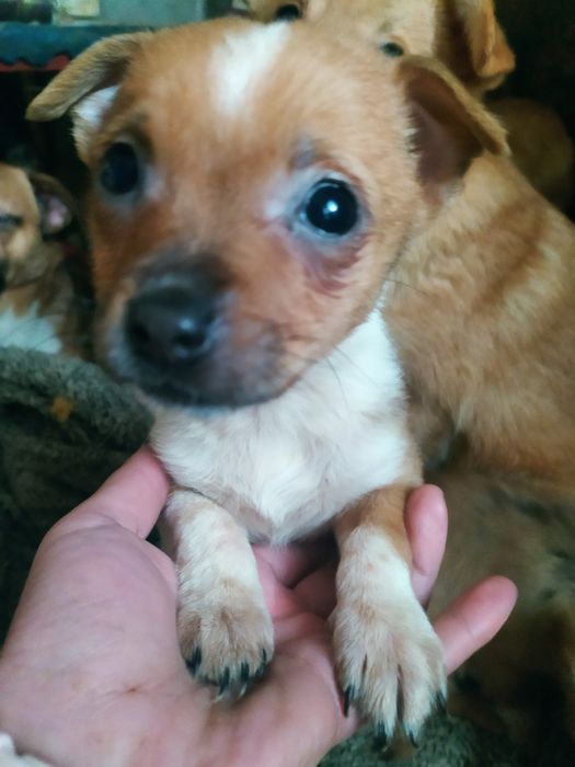 Песики  в добрі  руки