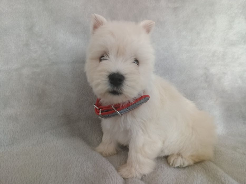 West highland white terrier