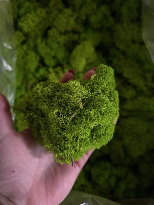 Mech chrobotek reniferowy oczyszczony Spring Green 10 kg – FIŃSKI, stan idealny