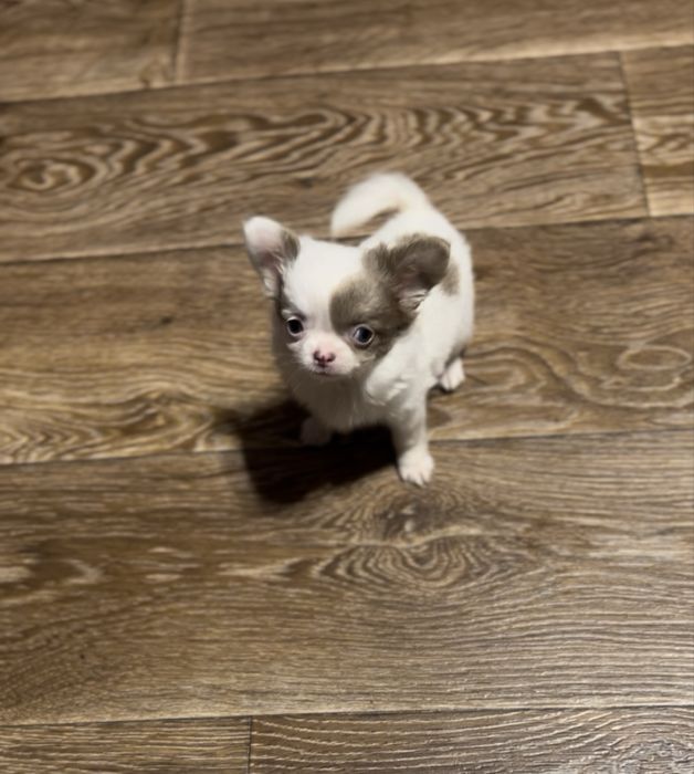 Дуже кумедний малий