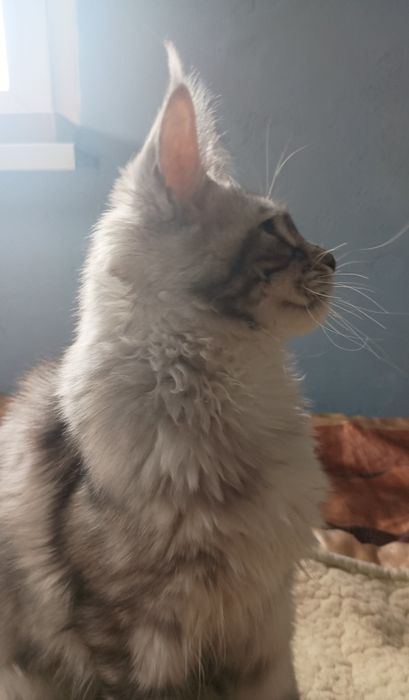 Koteczka Maine Coon