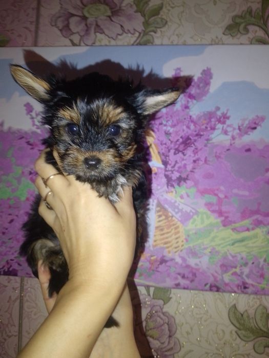 Цуценята йоркширський тер'єр.