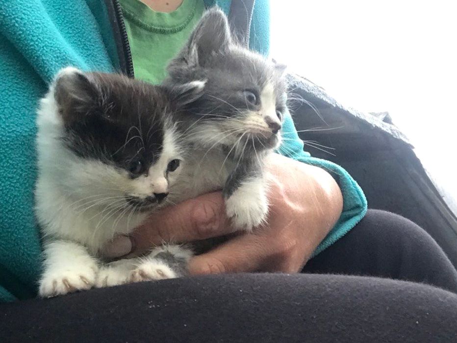 Кошенята шукають родину
