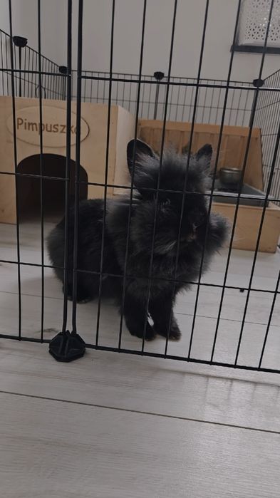 Pilne ! Króliki karzełki Teddy