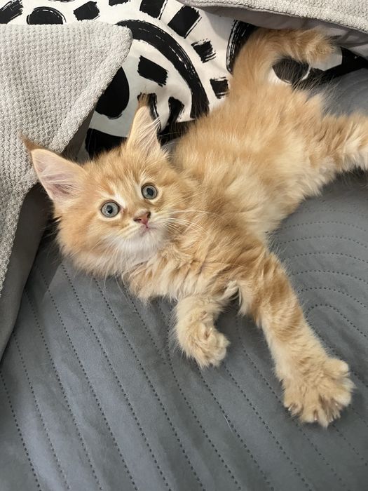 Kot młody Maine coon