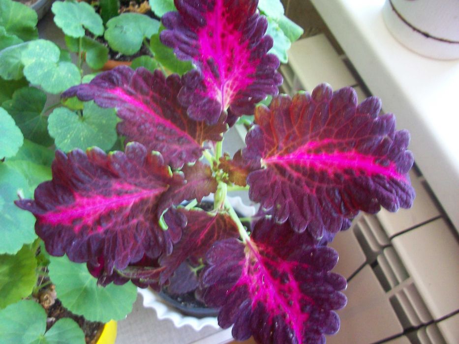 Колеус Неприхотливый влаголюбивый 9 сортов Вышлю срезыЧеренки укореню.