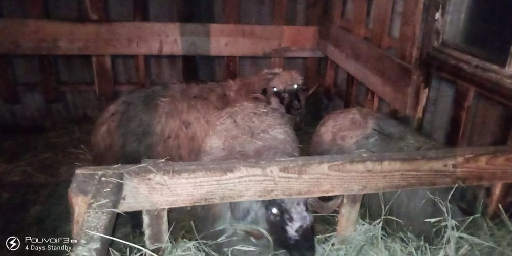 Вивци каракули 3000гр