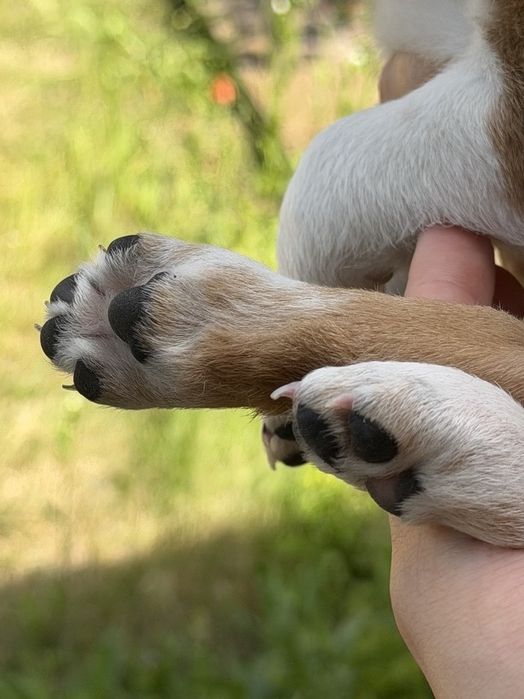 Маленькі собачки, 1,5 місяці, шукають родини