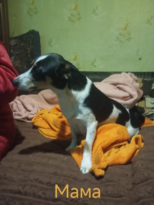 Цуценнята маленької породи