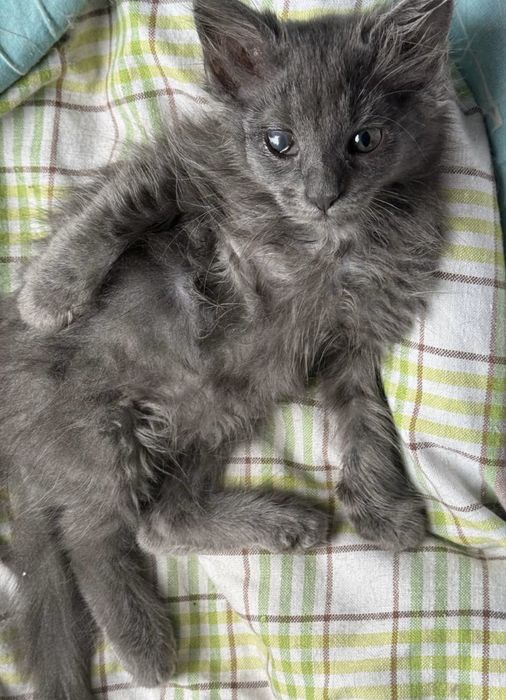 Кошеня маленька киця 3 міс