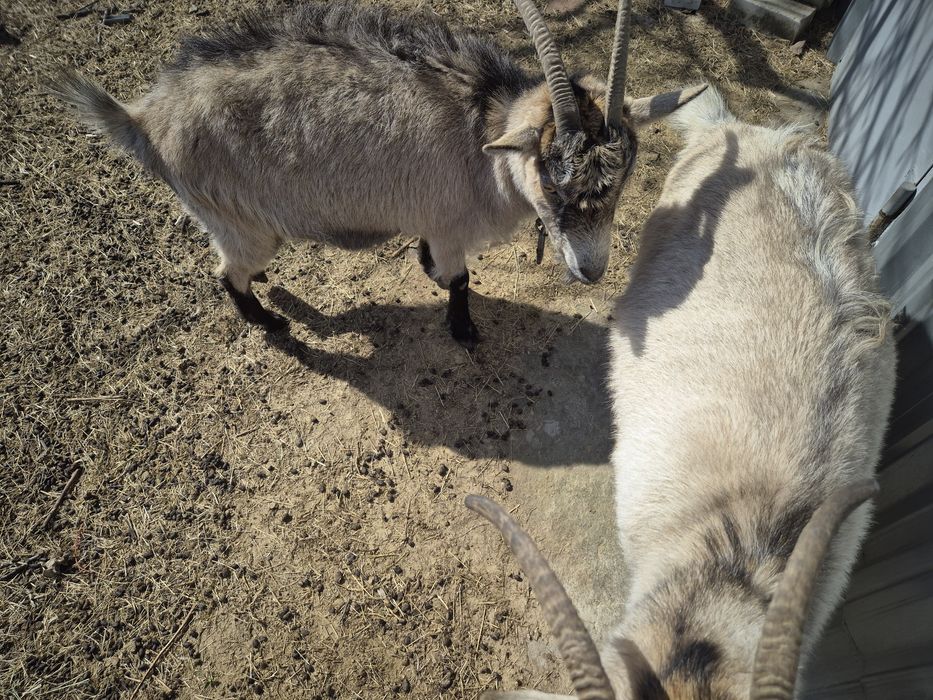 Продам дві кітні кози