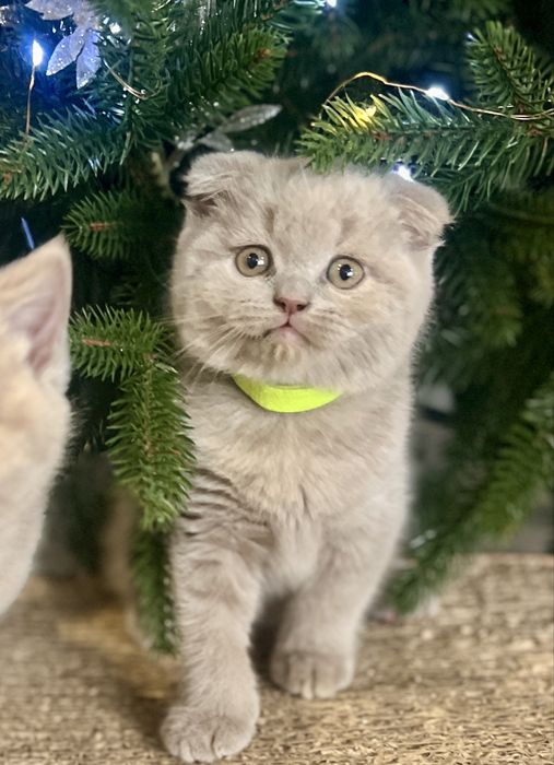 Шотландські кошенята