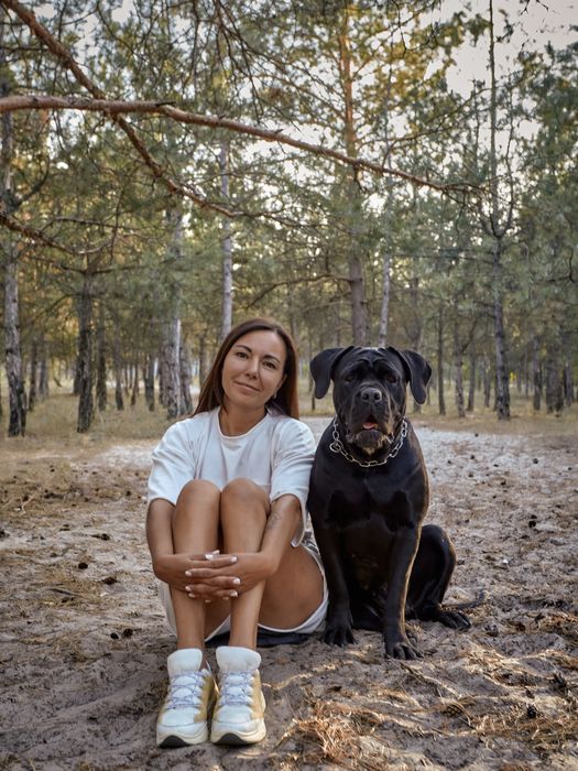 Кане-корсо цуценята