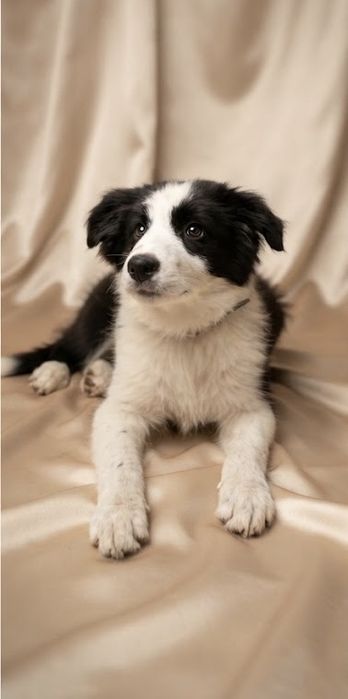 Suczka border collie FCI