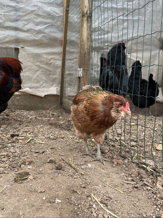 Casal Raça Araucana