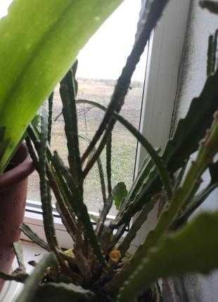 Епіфілум червоний, комнатный кактус