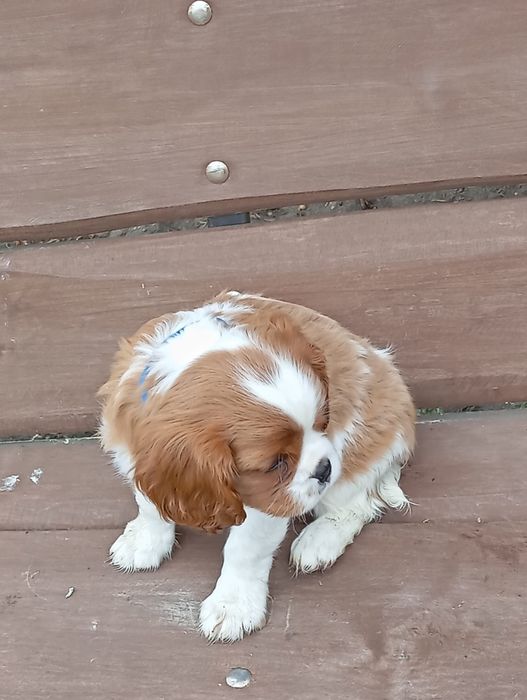 cavalier king charles spaniel