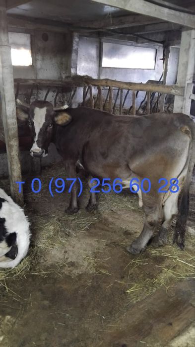 Продається Корова