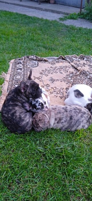 Чудовий тигровий хлопчик