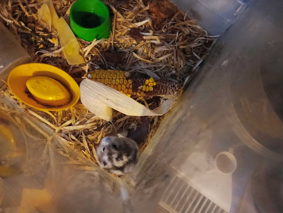 akwarium chomiki razem duze akwarium 120zl tanio