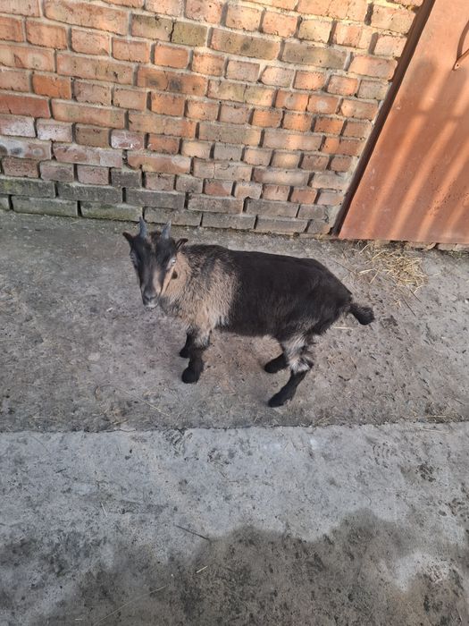 Козеня породи ламанча