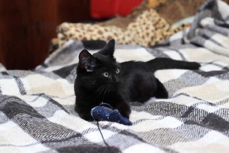 Граціозна малеча  - кішечка Лія, 3 міс